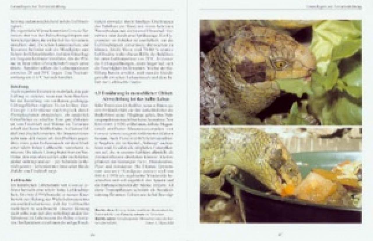 Corucia zebrata – Der Wickelschwanzskink